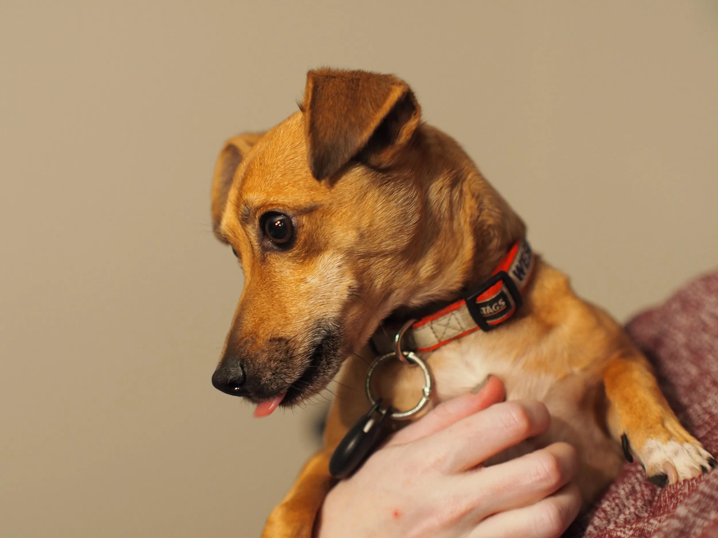 pets — photo 1