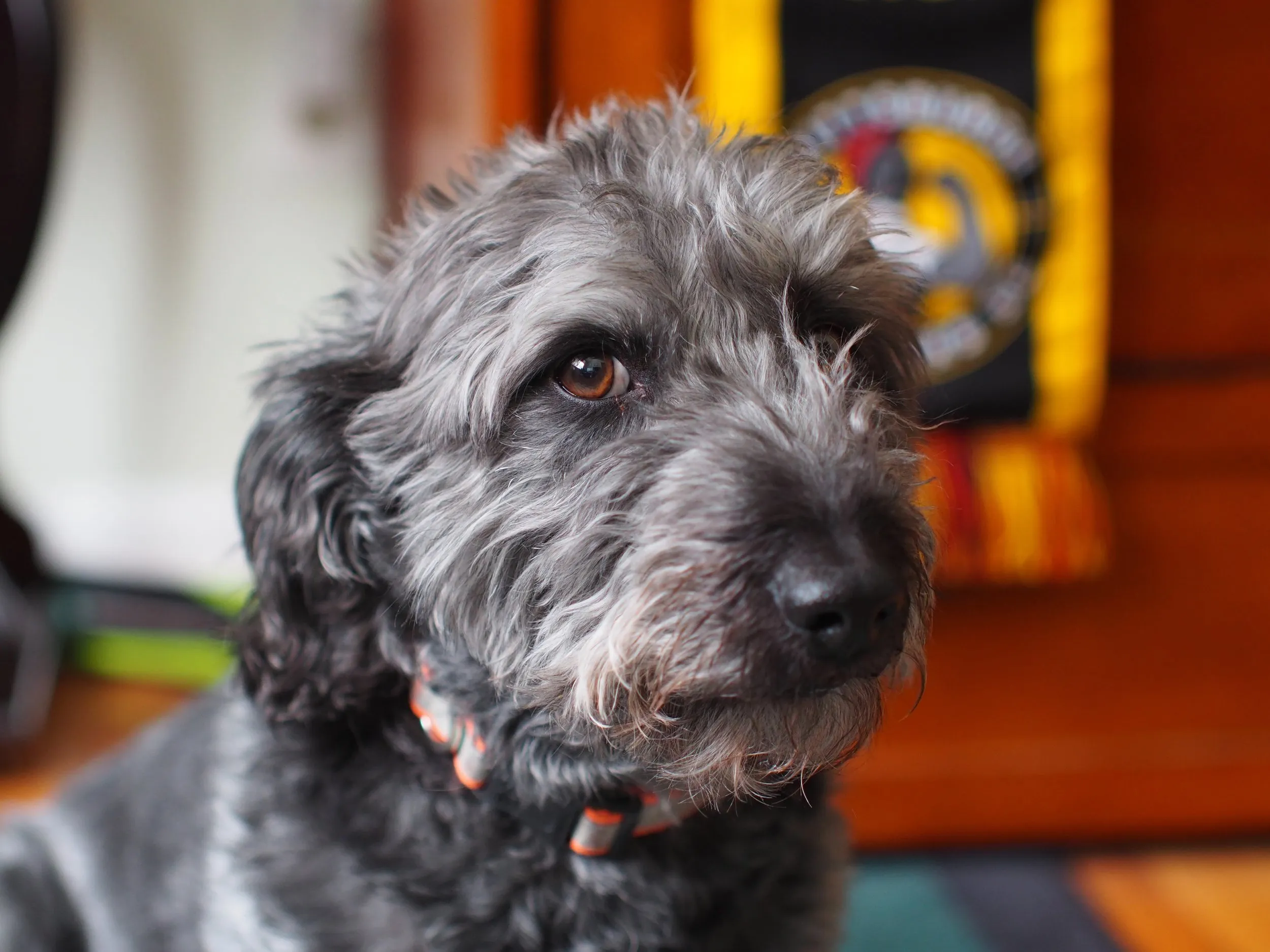 pets — photo 3
