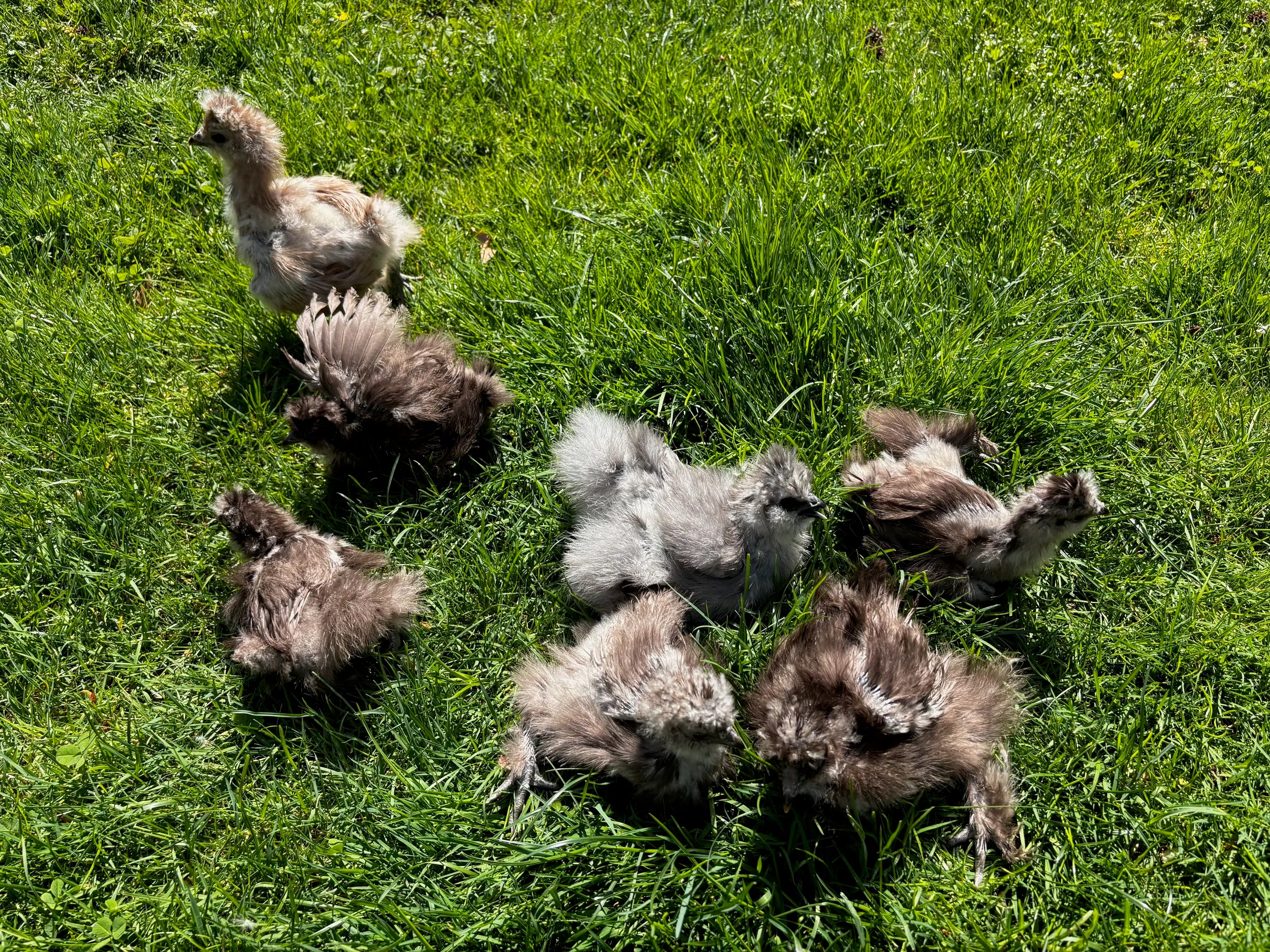 pets — photo 6