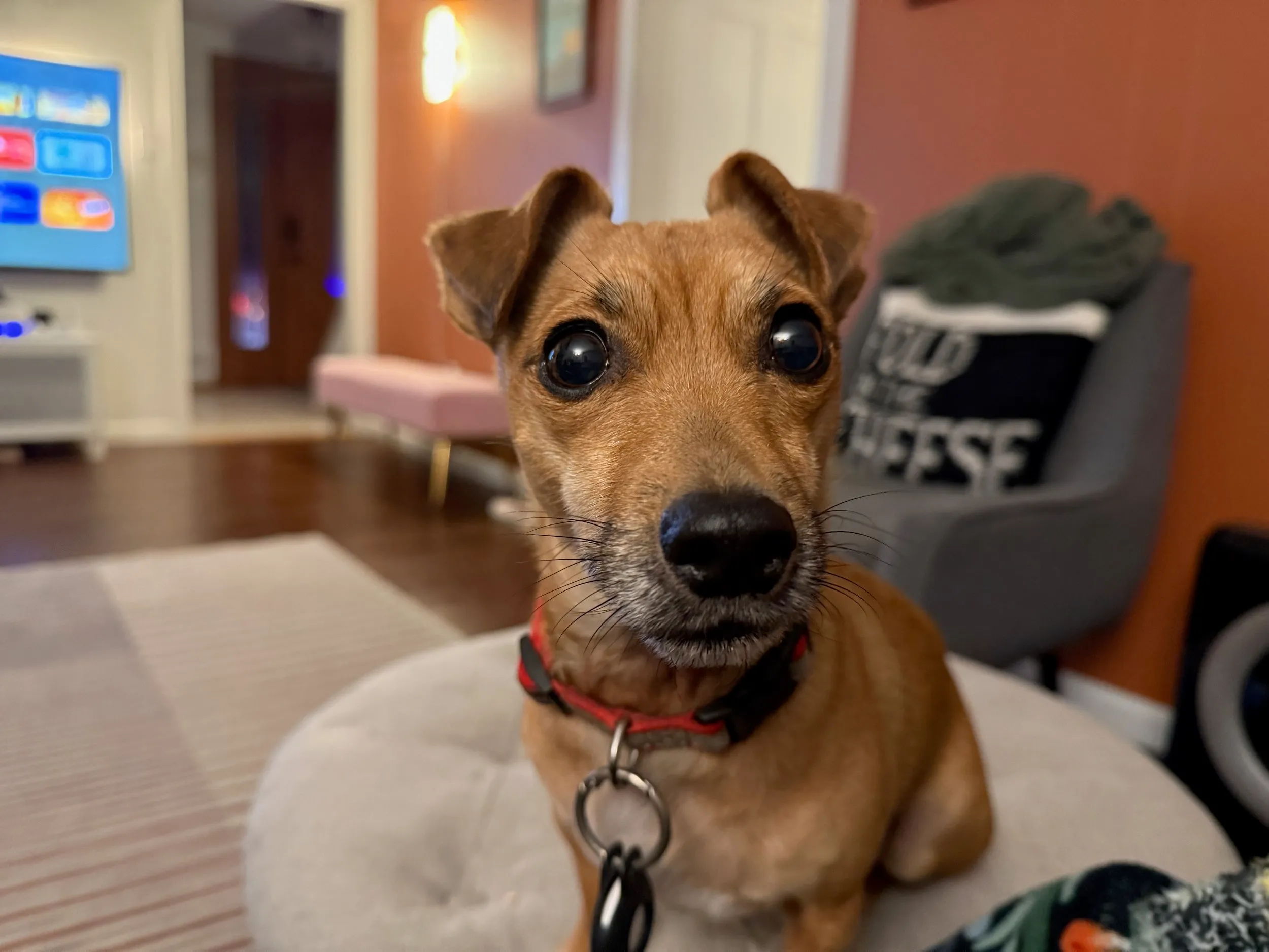 pets — photo 7