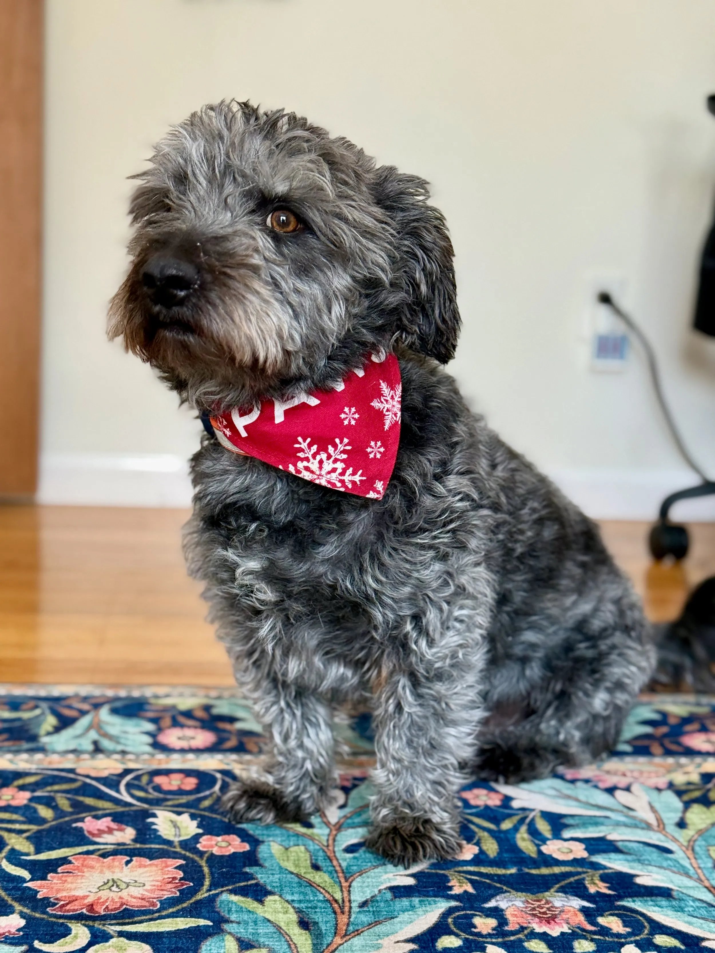 pets — photo 8