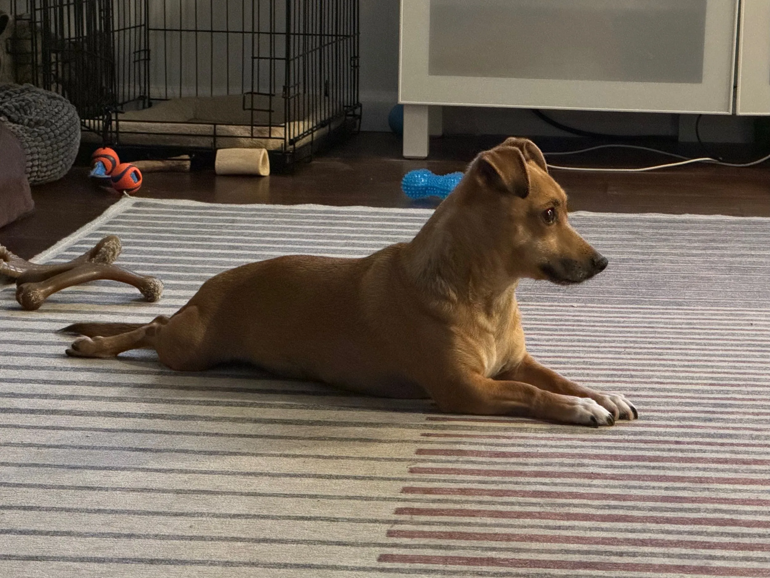 pets — photo 12