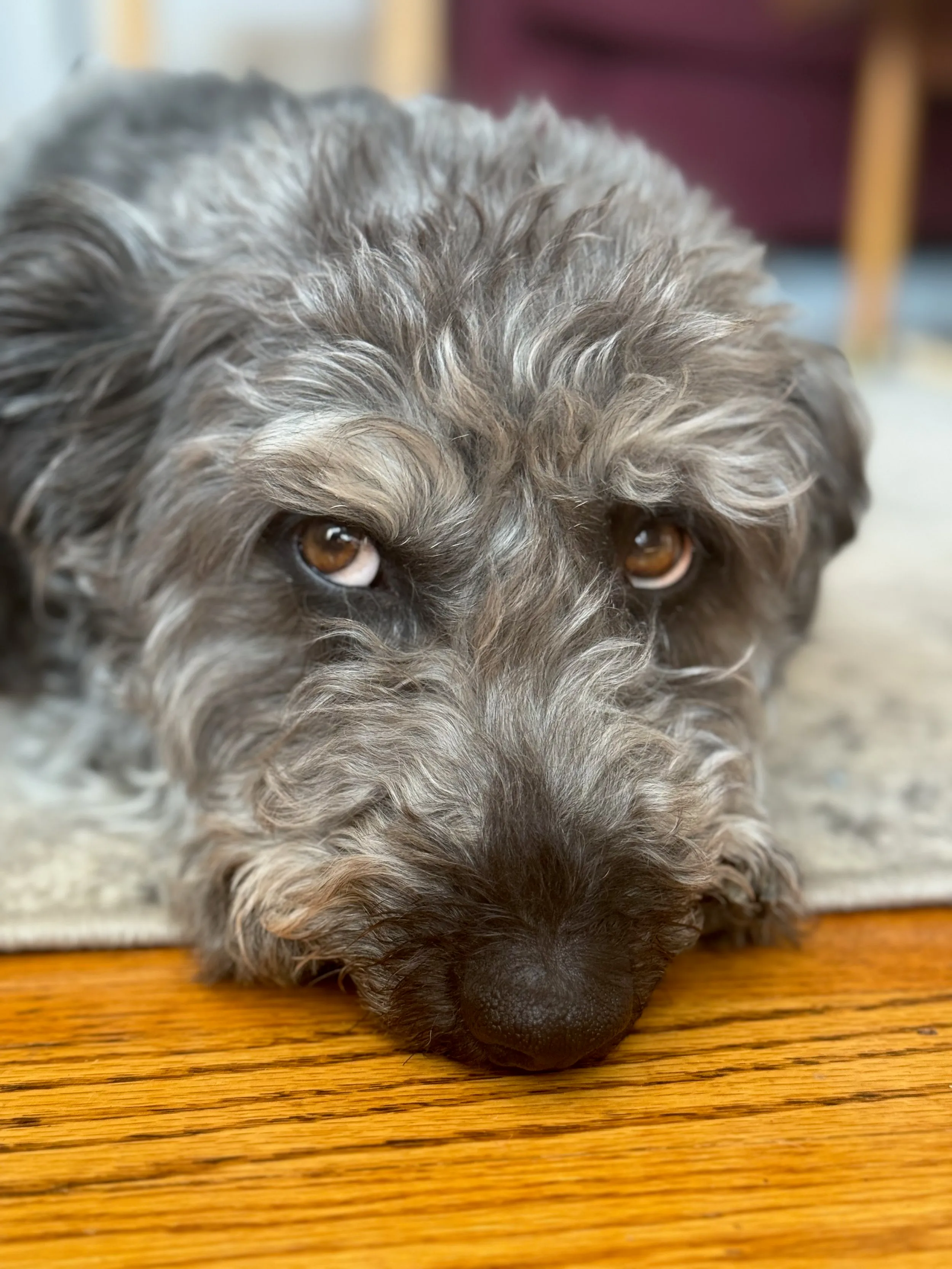 pets — photo 13