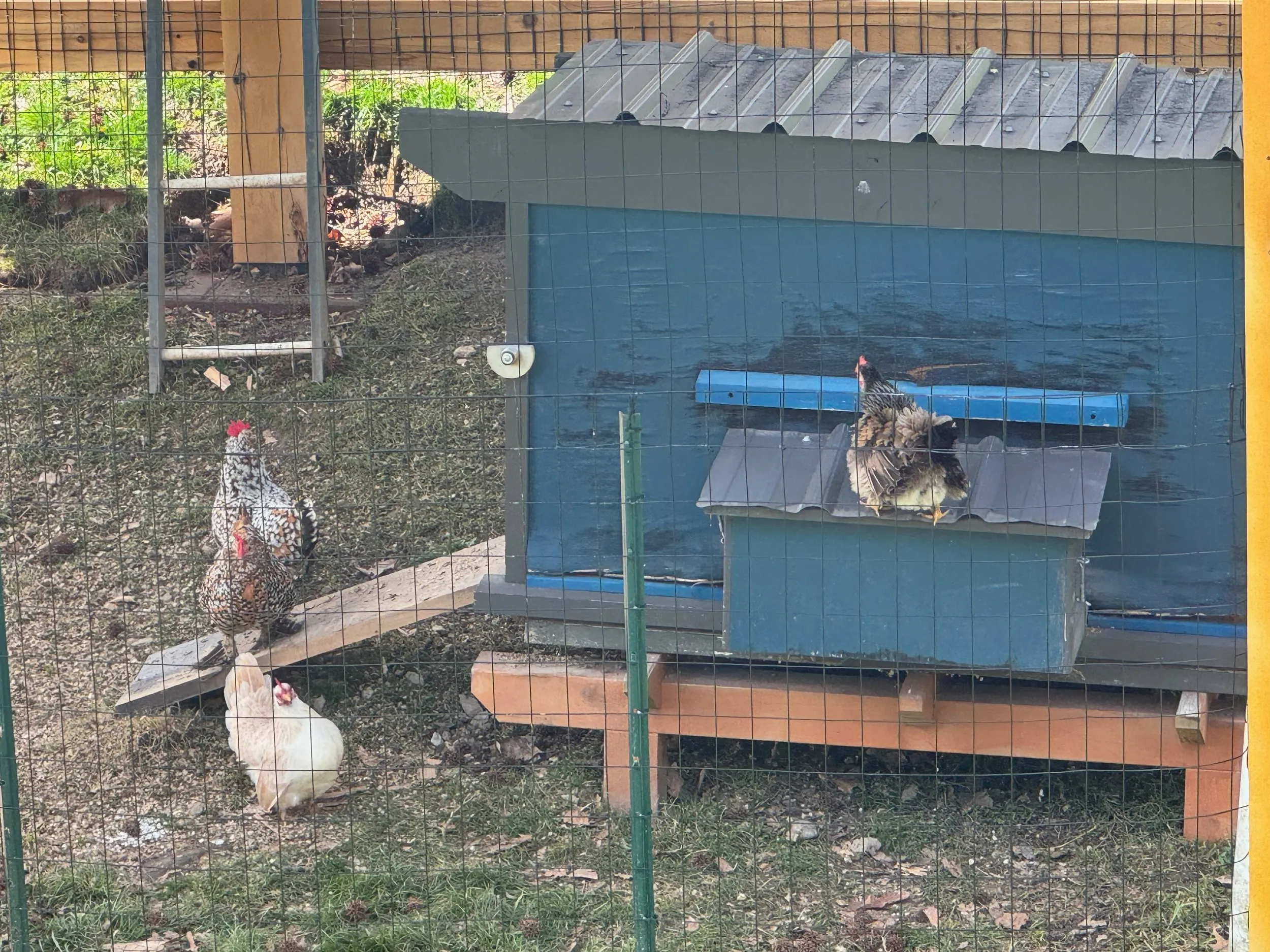 pets — photo 14