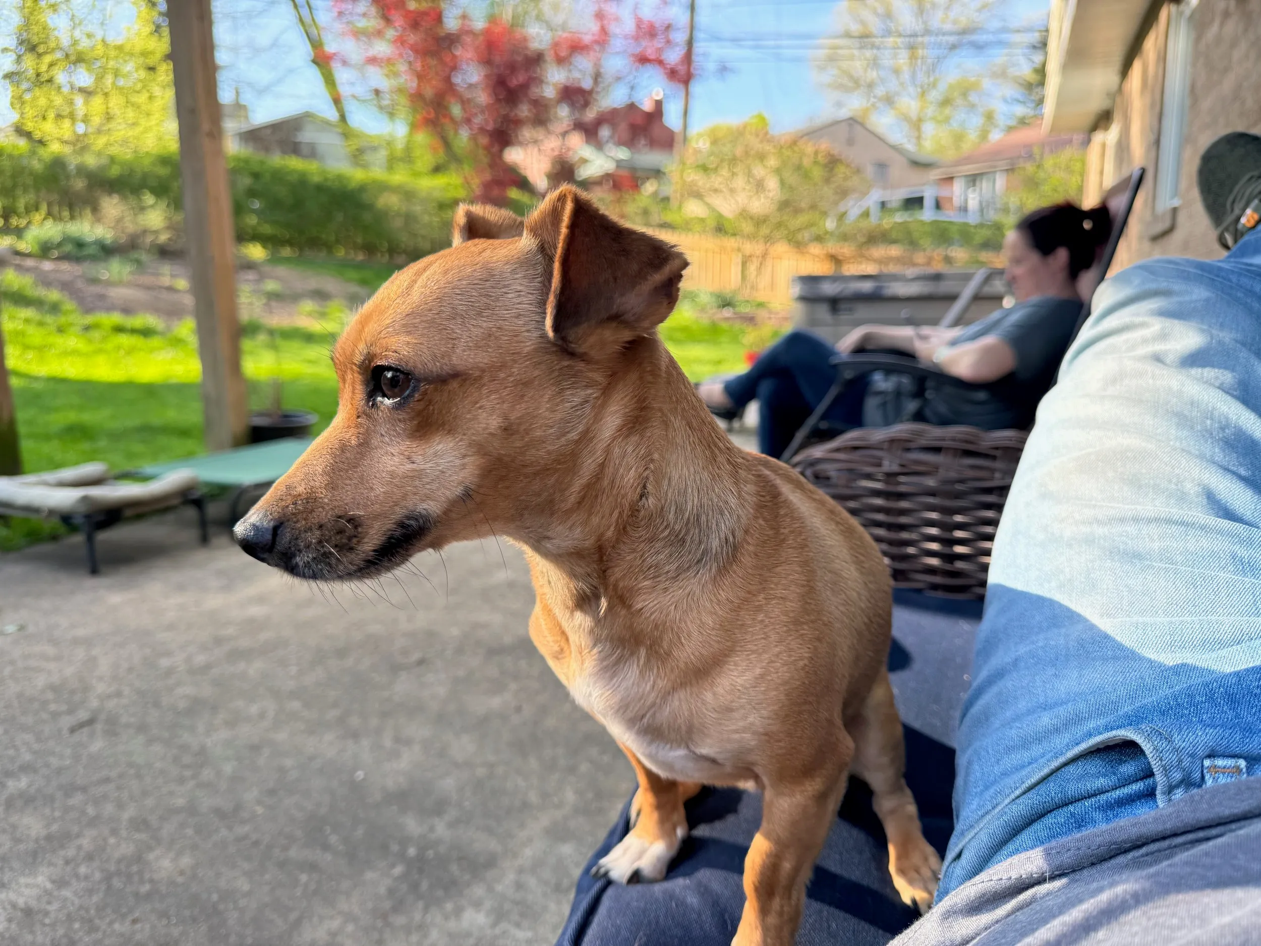 pets — photo 17