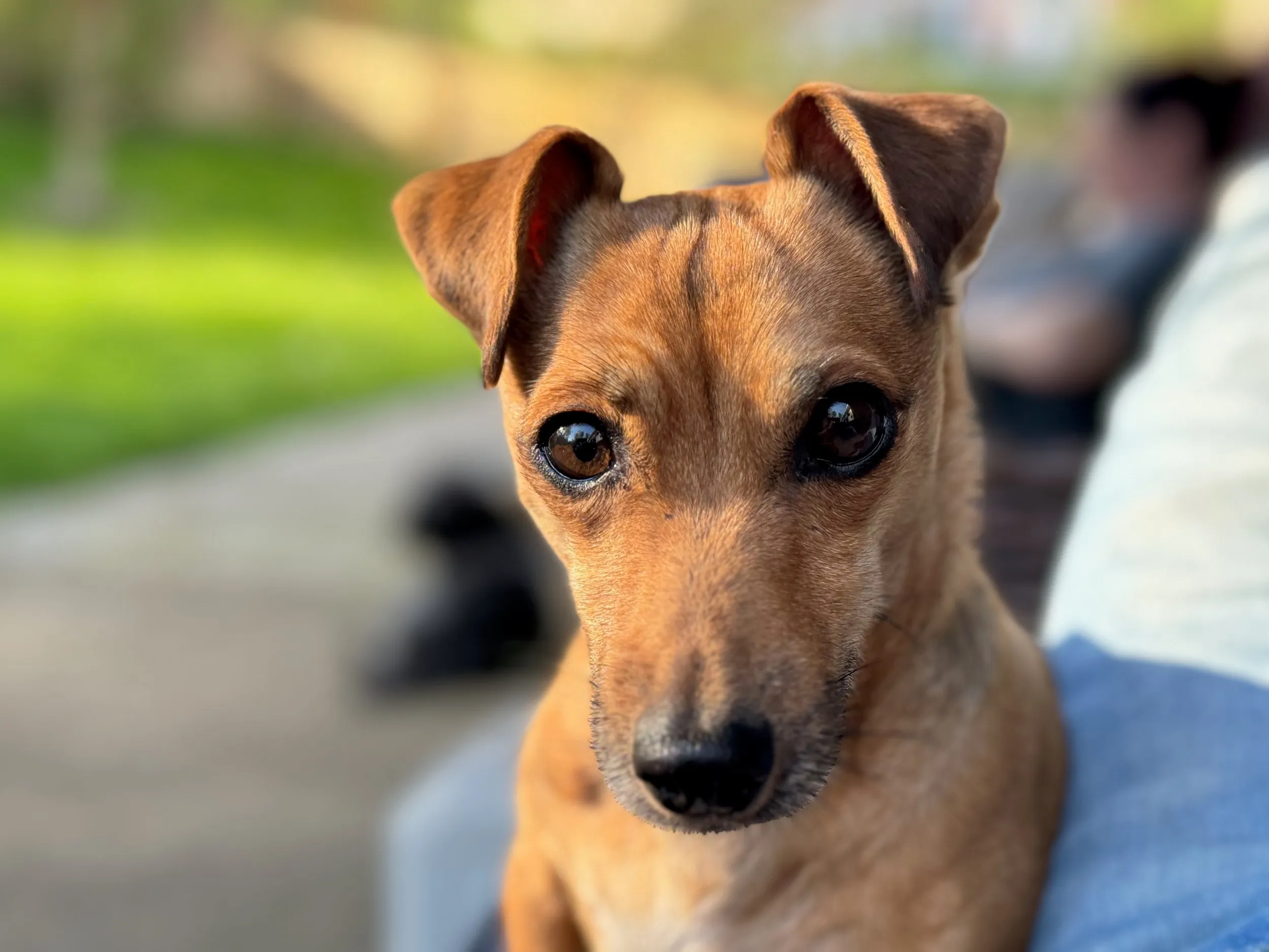 pets — photo 18