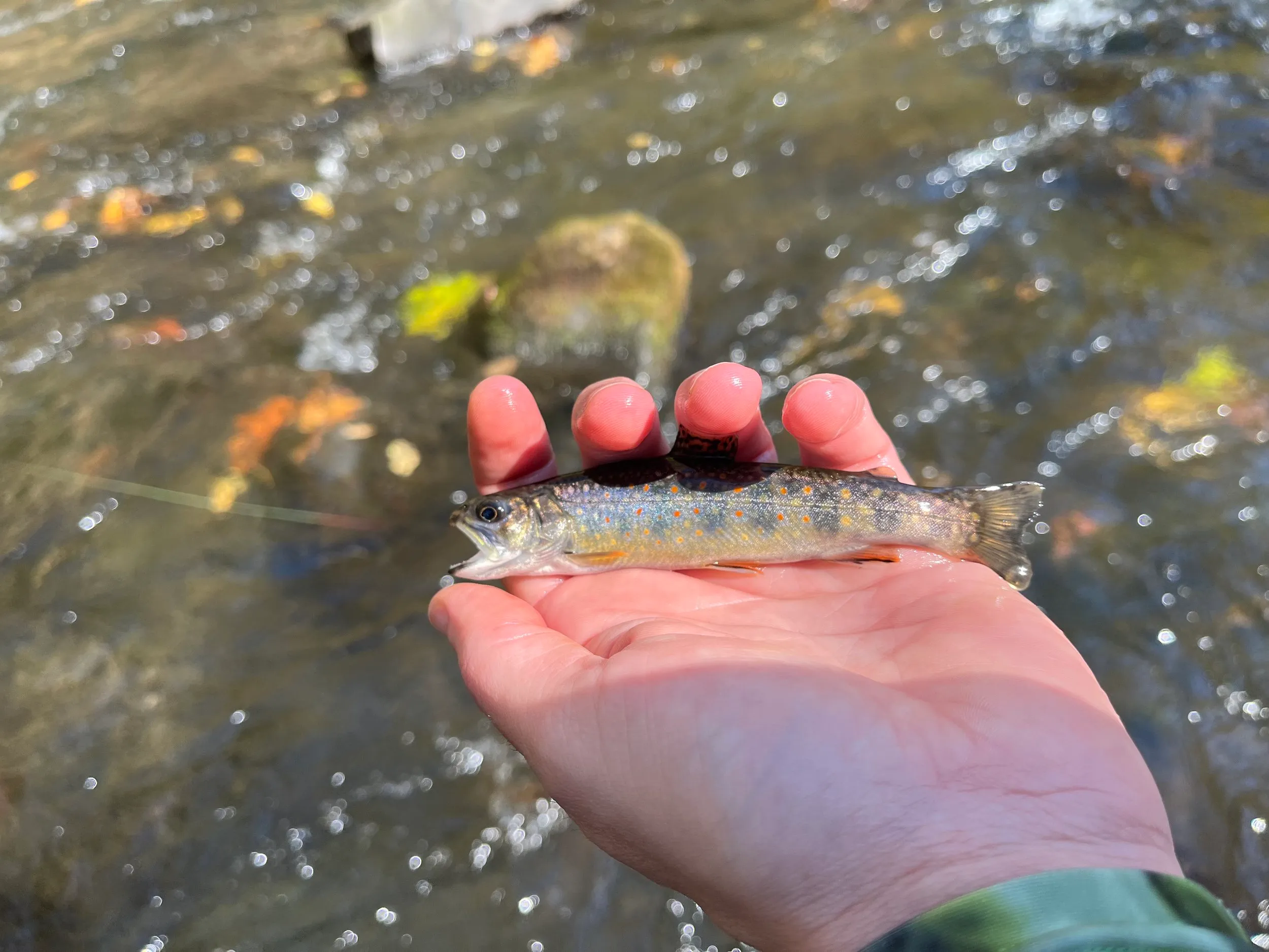 Deep Creek and Savage River — photo 18