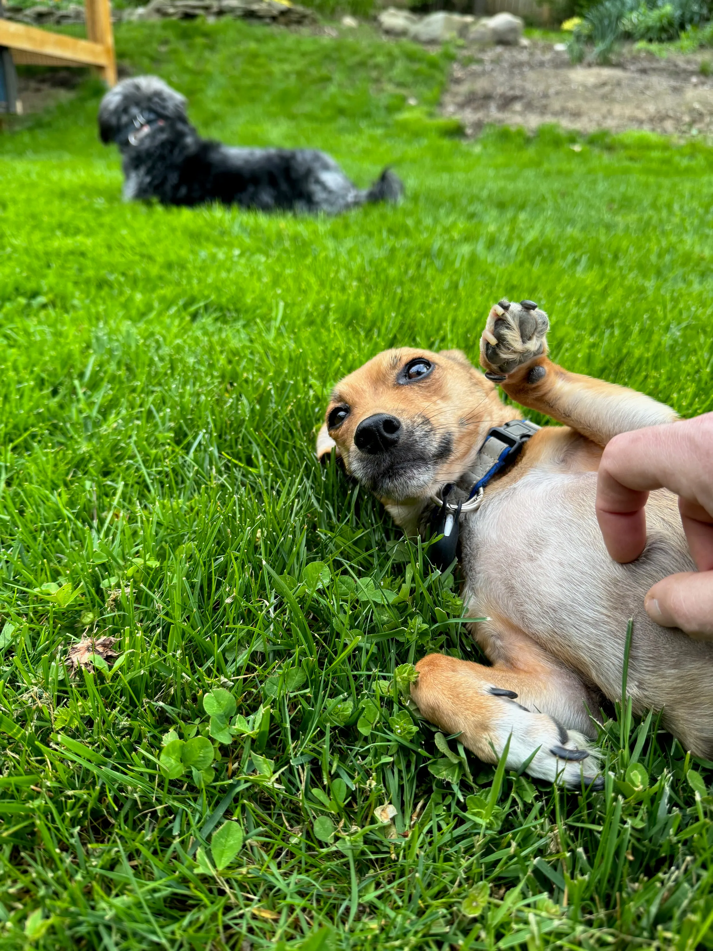 pets — photo 19