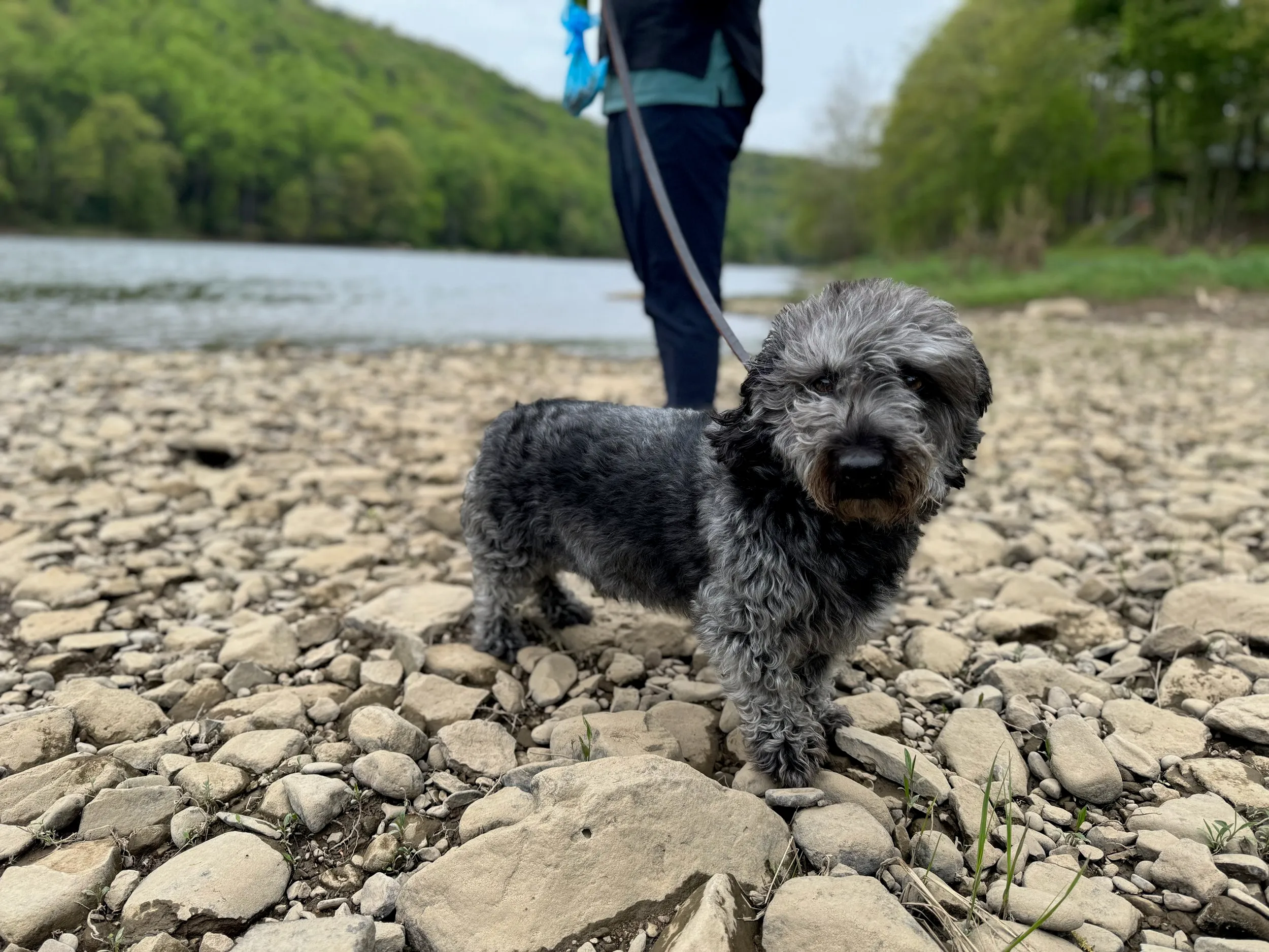 pets — photo 20