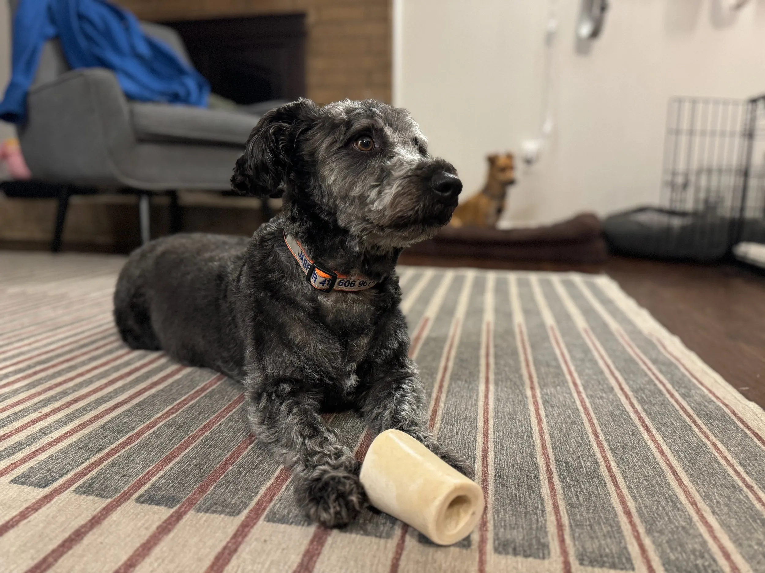 pets — photo 21
