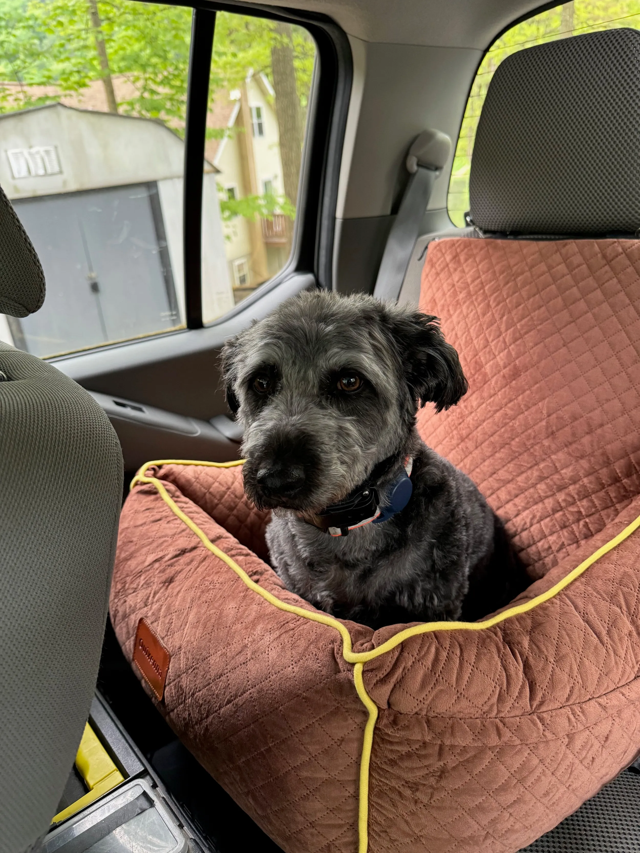 pets — photo 22