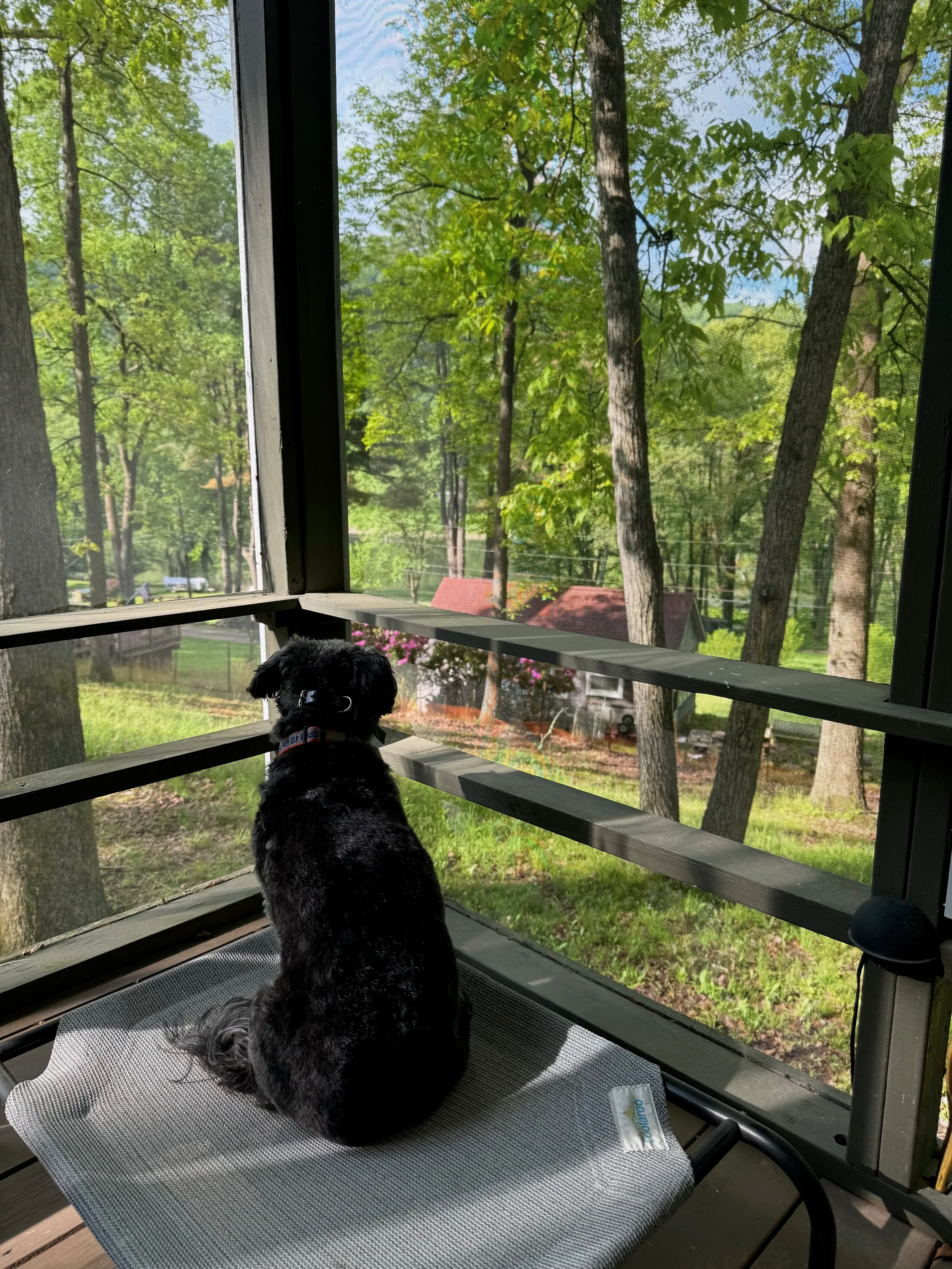 pets — photo 23