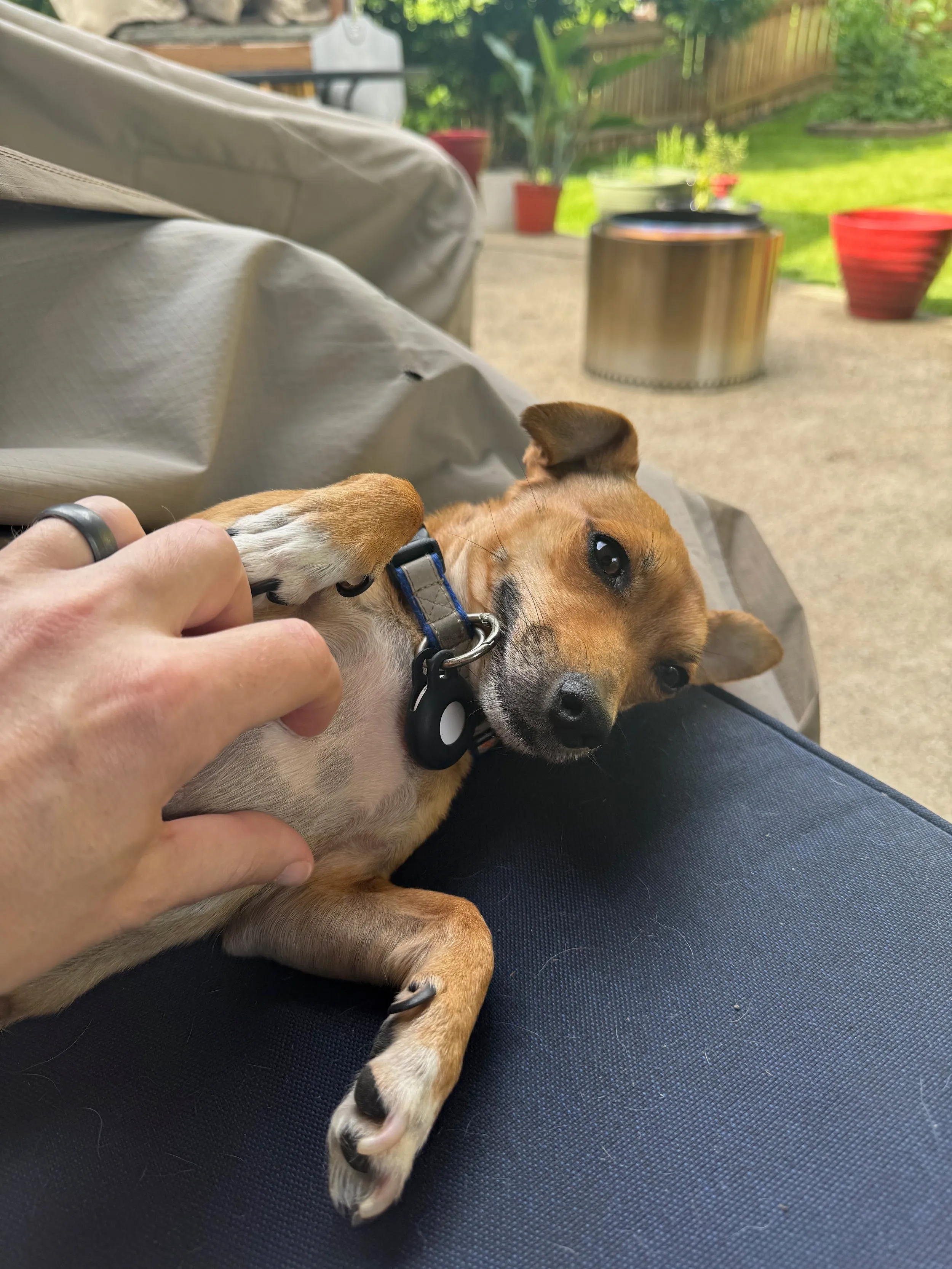 pets — photo 24