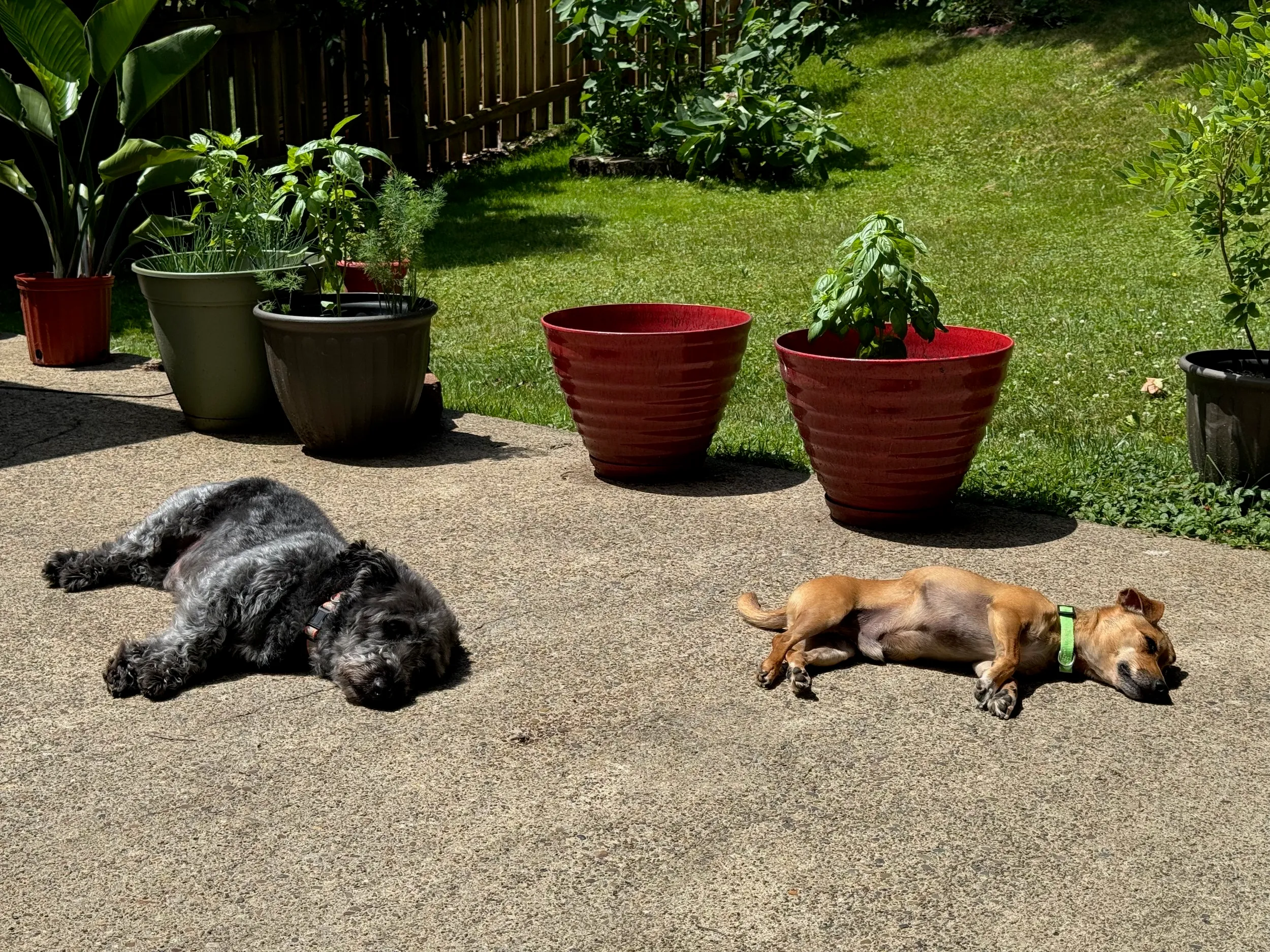 pets — photo 25
