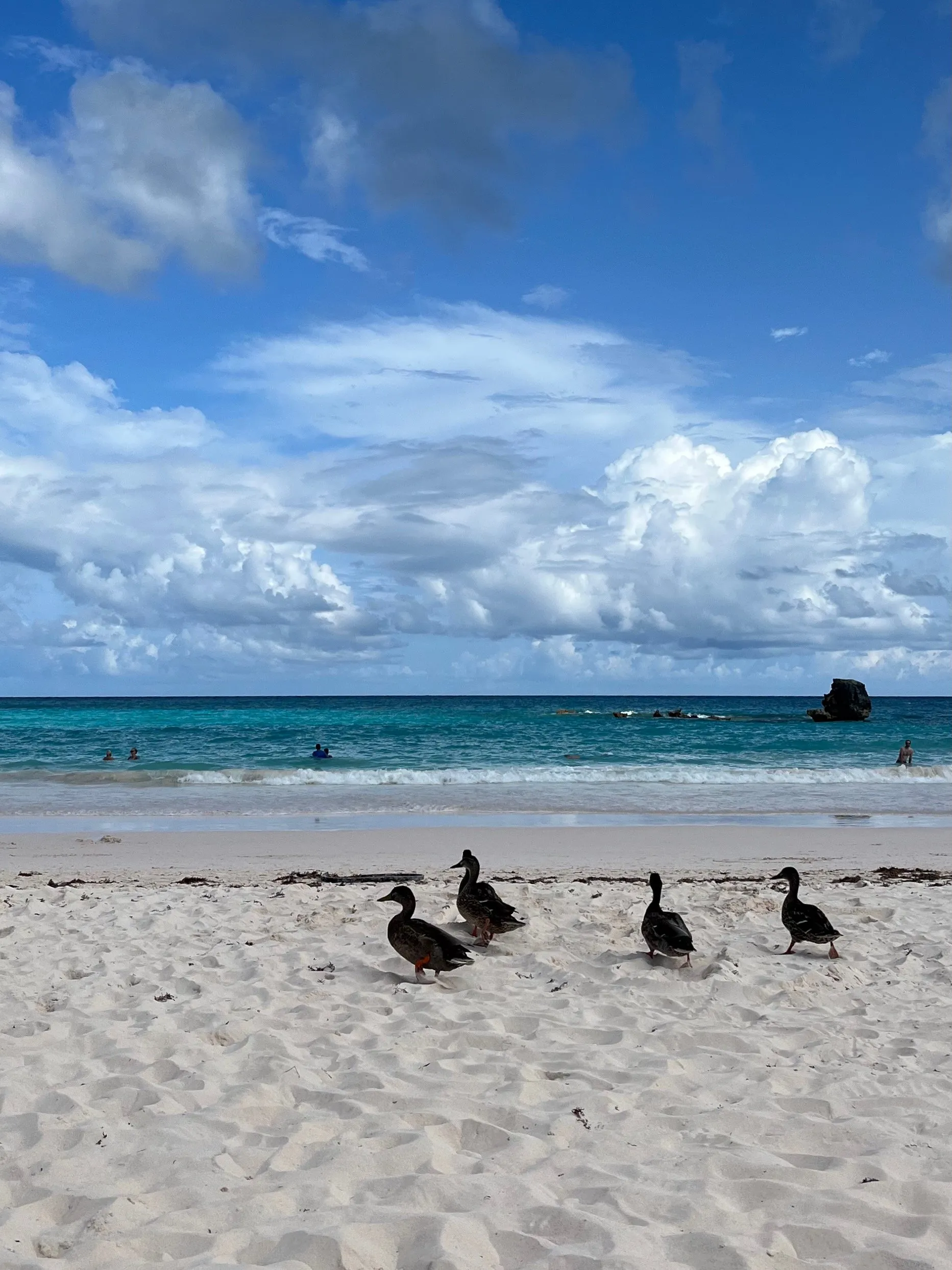 Bermuda — photo 26