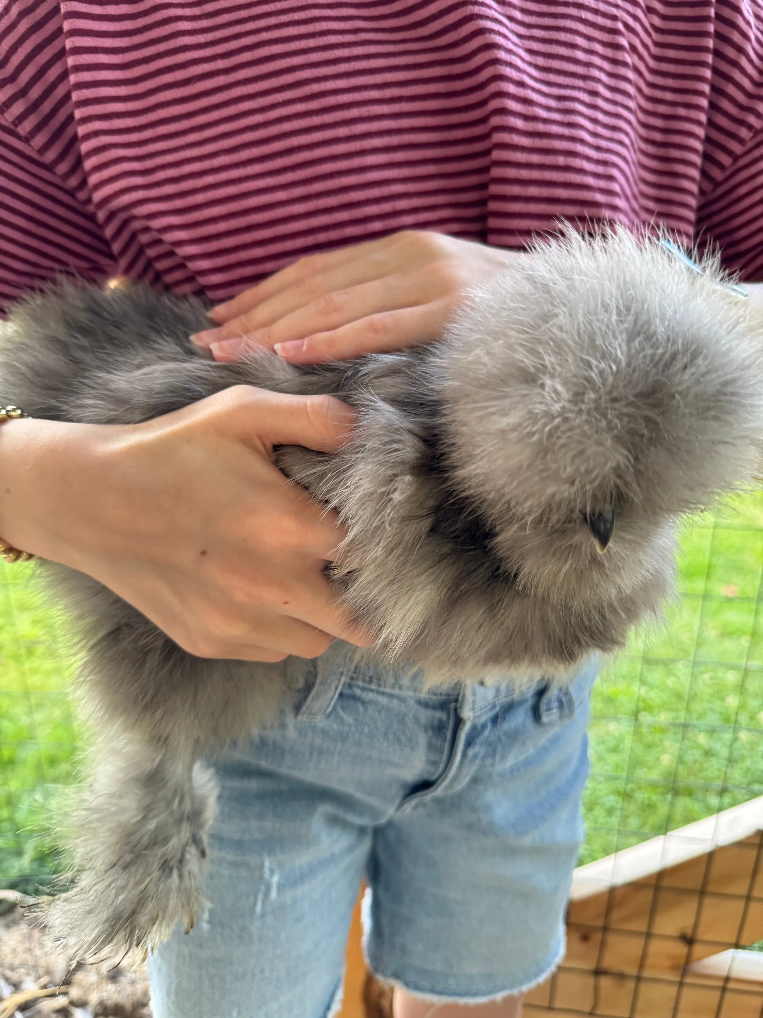 pets — photo 28