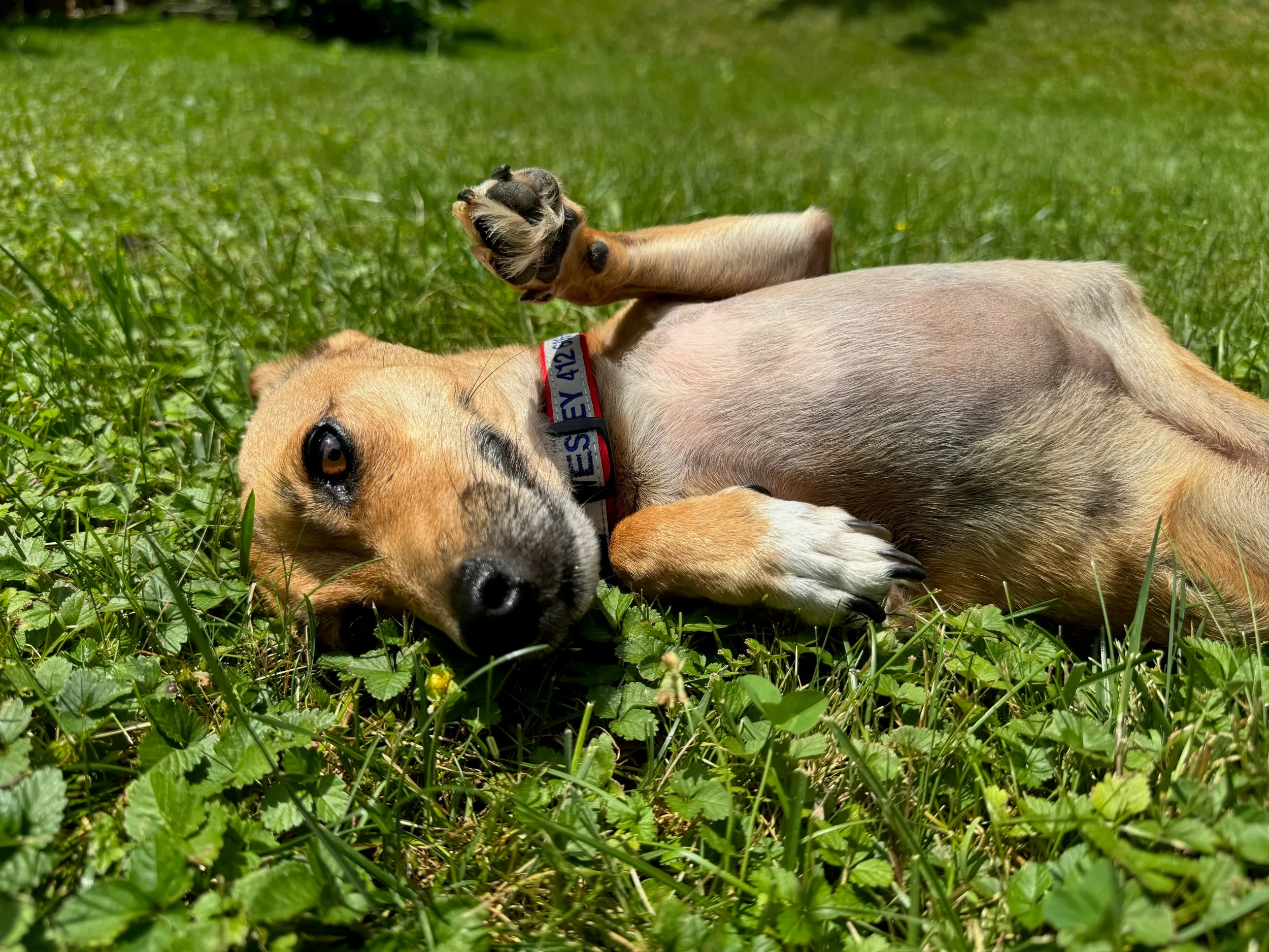 pets — photo 29