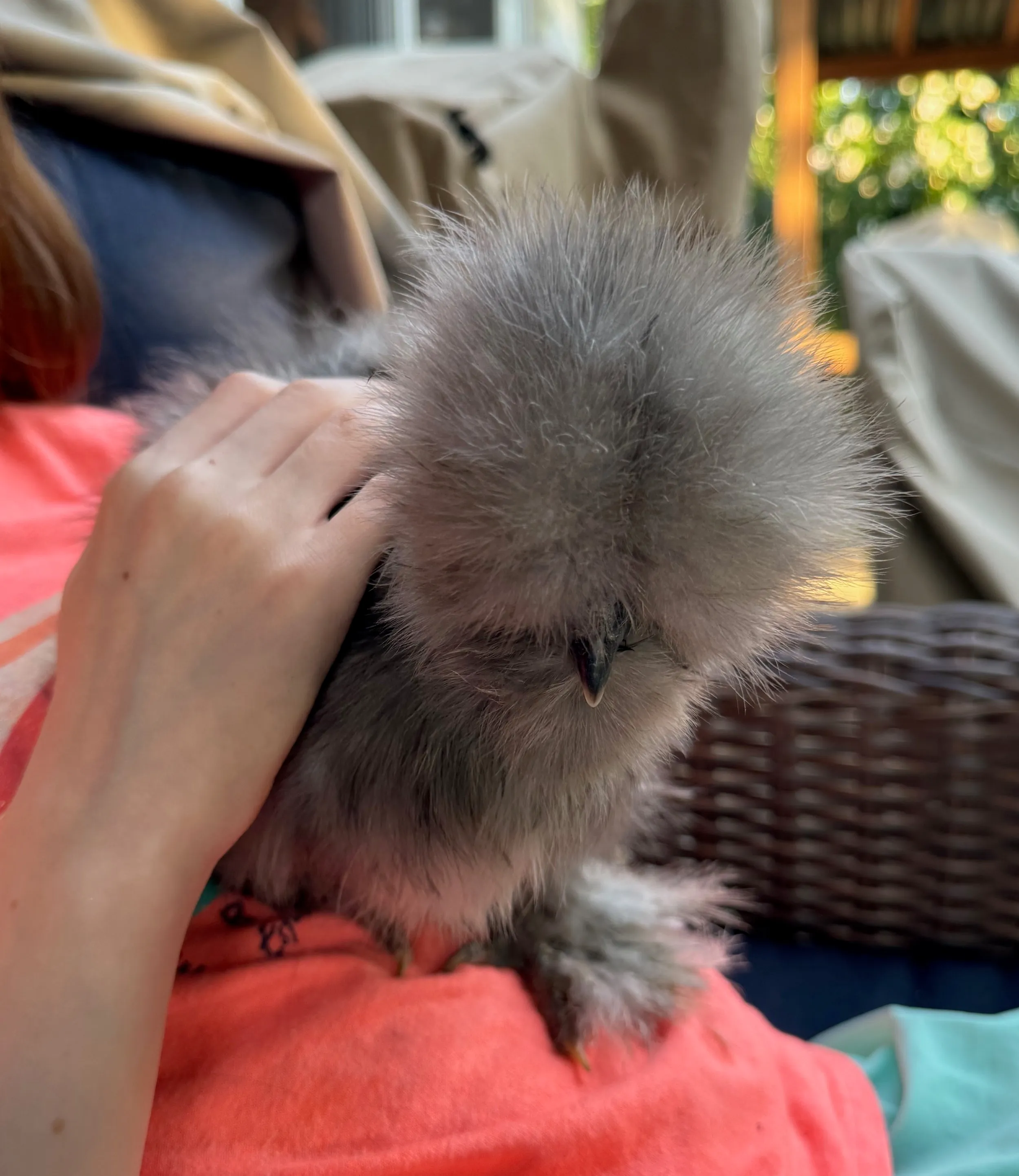 pets — photo 30