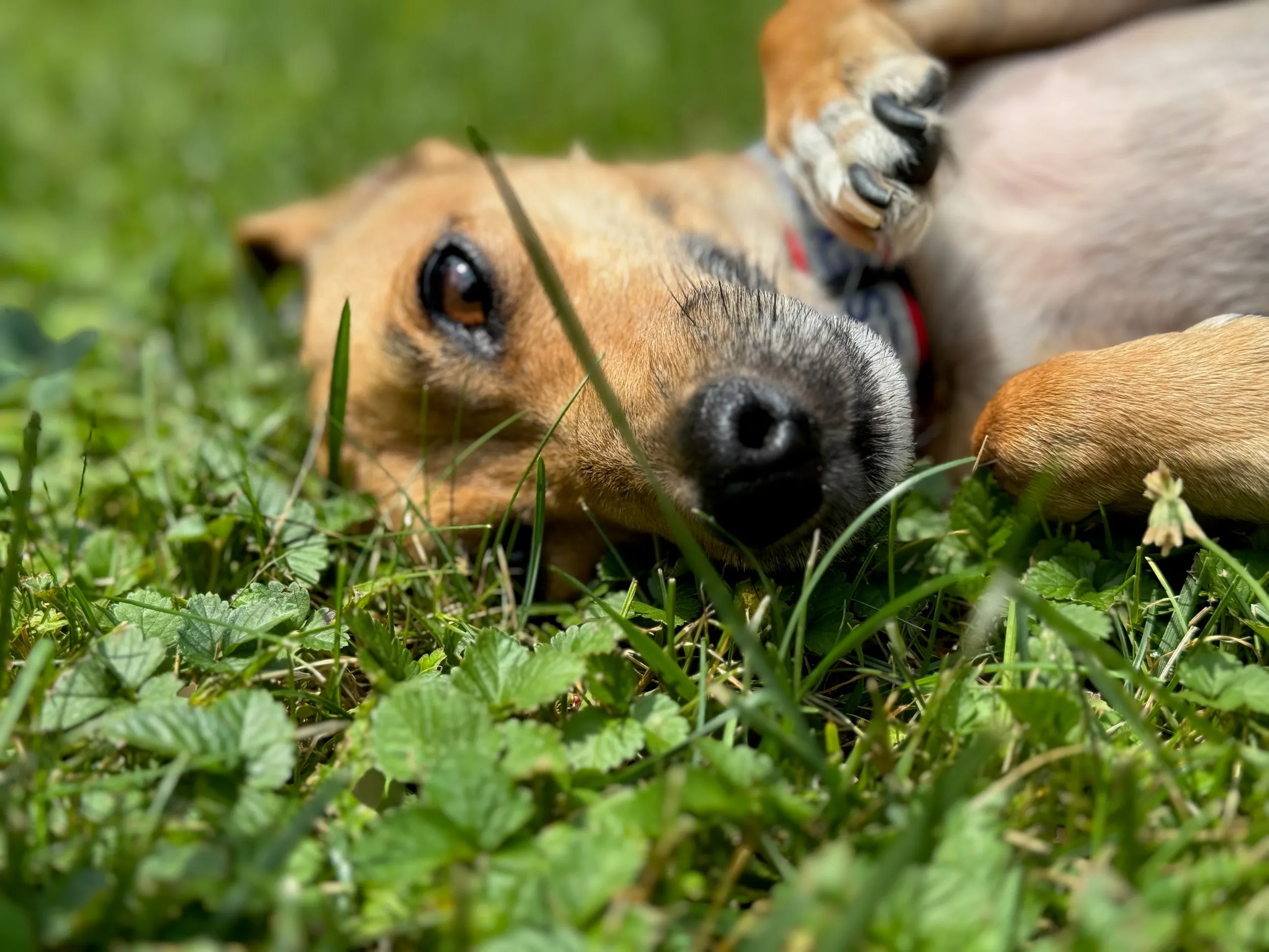 pets — photo 31